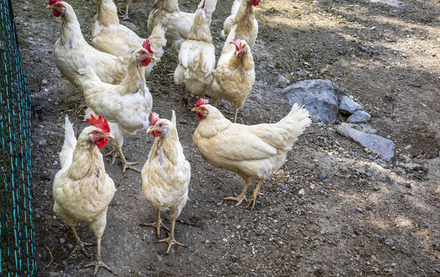 Hanserbauer - Photo 31